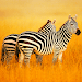 The Zebra