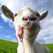 Goat Simulator