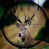 Deer Hunting Ultimate Sniper