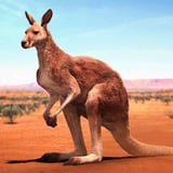 The Kangaroo