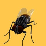 Fly Simulator: Buzz House