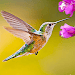 The Hummingbird