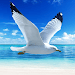 The Seagull