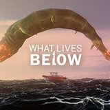 What Lives Below