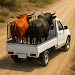 Animal Cargo Truck Simulator