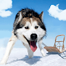 Alaskan Malamute Simulator