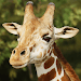 The Giraffe