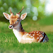 The Deer